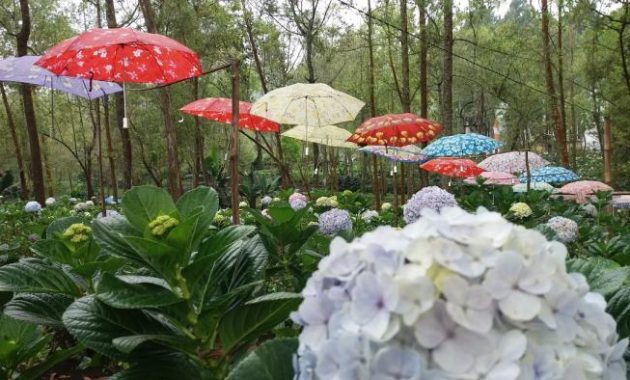 Beautiful Waterfall: Coban Talun Photo Spot